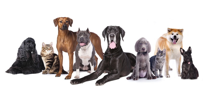 Peace of Mind - Free Free Initial Consultation Meet & Greet